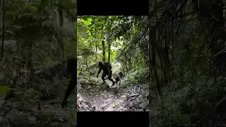 Explore Mayflower Bocawina National Park | Jungle Adventure in Belize!