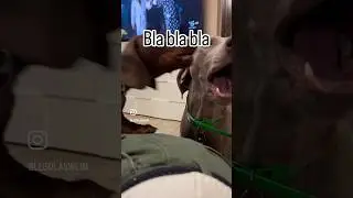 Bla bla bla