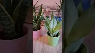 Sansevieria Anyósnyelv gondozása