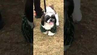 Murphy meet up #shorts #shihtzus #dog #fyp