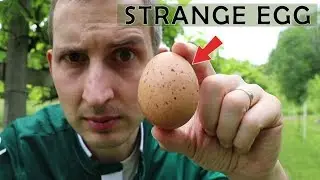 Strange Egg - episode 4: the speckled egg