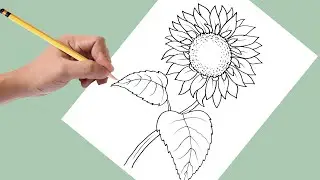 Como Desenhar um Girassol passo a passo
