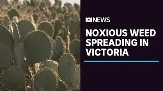 Noxious weed, wheel cactus, spreads in the millions across northern Victoria  | ABC News
