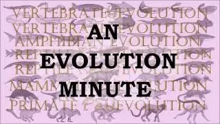 Evolution Minute 002 - Mammal Fossils Found in the Wrong Layers?