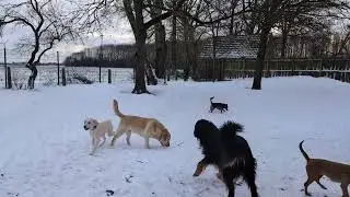 Hundeschule Wolf und Co am 10.Januar.2026 #hundepension #hundeschule #hundefutter