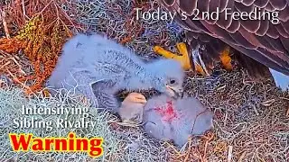 #47🦅🐥13°🐥8°／Winter Park Eagle Nest 2026／Against All Odds:One-Eyed Mom Eagle／by Winter Park Eagle Cam