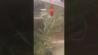 Snail cleaning surface of water