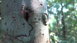 Selva HD