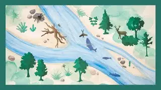 The riverscape as a habitat
