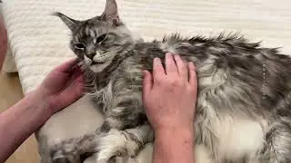 Not only the girl... I love daddy too!😻#gelicoon #cat #cute #catlovers #mainecoon #animals #love