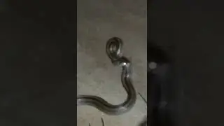 Ular birang