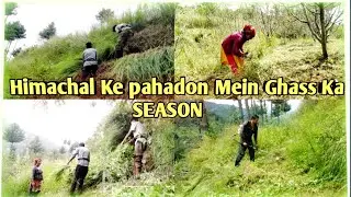 देखिए कैसे काटा जाता है हिमाचल के पहाड़ों में घास|Himachal Pradesh|Manta Vlogs Warrior #villagelife