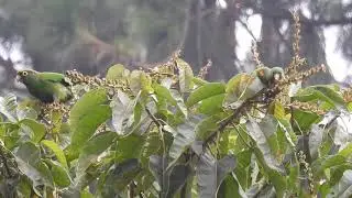 Pyrrhura Viridicata- Santa Marta Parakeet