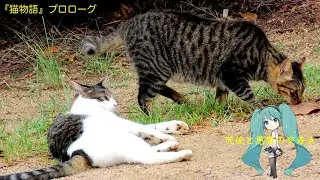 『猫物語』プロローグ