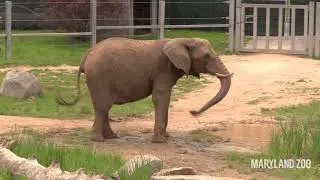 Elephant Mud Bath