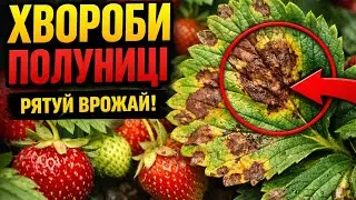 ВЕСНЯНІ ХВОРОБИ ЯГОДИ!