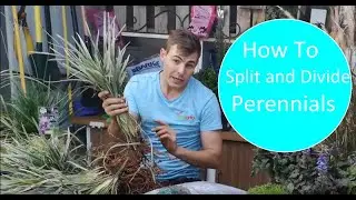 How to split, divide and multiply plants. How to divide perennial ground covers.