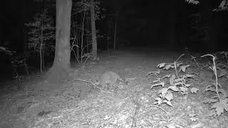 Raccoons Have Great Sense of Smell