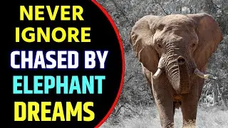 Being Chased By Elephant in Dream Meaning |  Dream About Elephant Chasing You