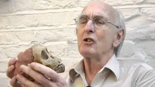 What is it like finding an ancient pre-humanoid?