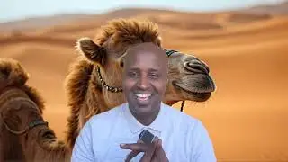 Sharcigii   beenta  aha  baa  lawayei