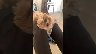&laquo;Что воля, что не воля -все равно😂&raquo; #animals #dog #smile #животные #йоркомания  #cute