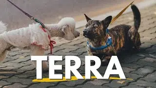 Perch&egrave; il cane si mette a terra davanti un altro cane.