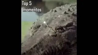 Cocodrile explotando