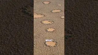 The Secret of the Fairy Circles in the Desert! #nature #fascinatingfacts #fairytales