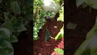 Dog🐶 meets Baby Bird 🐦