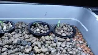 Starting aquaponics in cichlid aquarium
