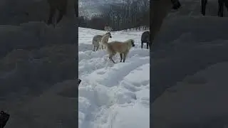 Activity my dog in the winter