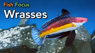 Fish Focus - Wrasses
