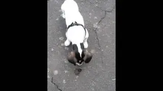 Cane curioso