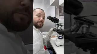 И снова ОТОДЕКТОЗ (Ушная чесотка)