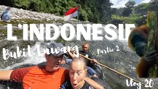 Vlog 20 Bukit Lawang partie 2 . A la rencontre des orang-outans. Journée inoubliable.