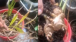 GINGER Harvesting in My Balcony#garden #plant #harvest