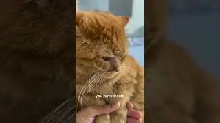 mad orange cat #trending #respect #cute #fluffy #funny #satisfying #cats #hungry #knowledge