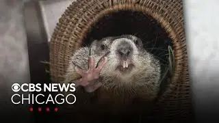 Pet Rescue Spotlight: Wanda the groundhog at Anderson Humane Wildlife Center