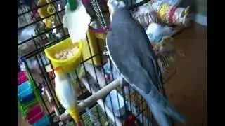 Psittacines - Nymphicus - Cockatiel - One Aggressive Small Parrot