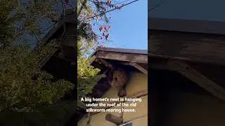 One autumn day