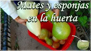 Cultivo de esponja vegetal (Luffa) y mates (Lagenaria siceraria). 👨‍🌾🌱👩‍🌾