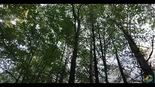 Forests in the Oak Ridges Corridor Conservation Reserve