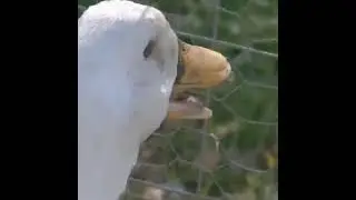 1966% Duck