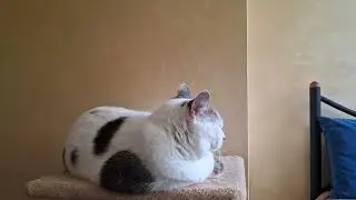 ASMR sounds. Cute Cat. Magic bell. Reiki sounds. Tibetan singing bowl. Antistress sounds. Video 05