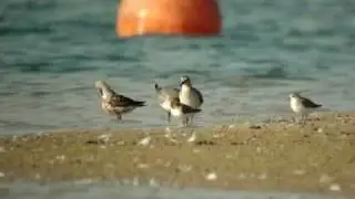 kanoet, kleine strandloper en krombekstrandloper