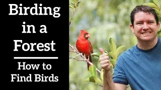 Birding in a Forest - How to Find Birds