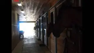 S T U T T E R &hearts; (Horse Camp~)