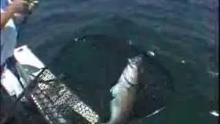 Jim Baugh Outdoors Tile Fishing on the Jill Carrie