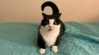 Cats Being Funny for No Reason 😂 | You&rsquo;ll Laugh Without Warning